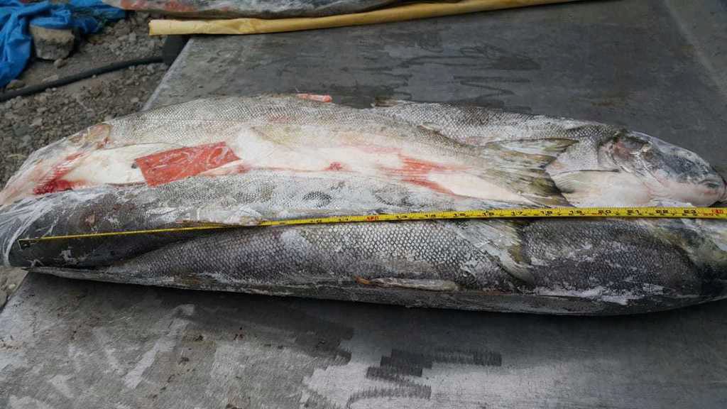 Сколько Стоит Кижуч В Магазине